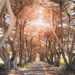 Sunny pathway in nature