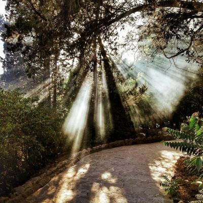 Walking path with trees and the suns rays shining through